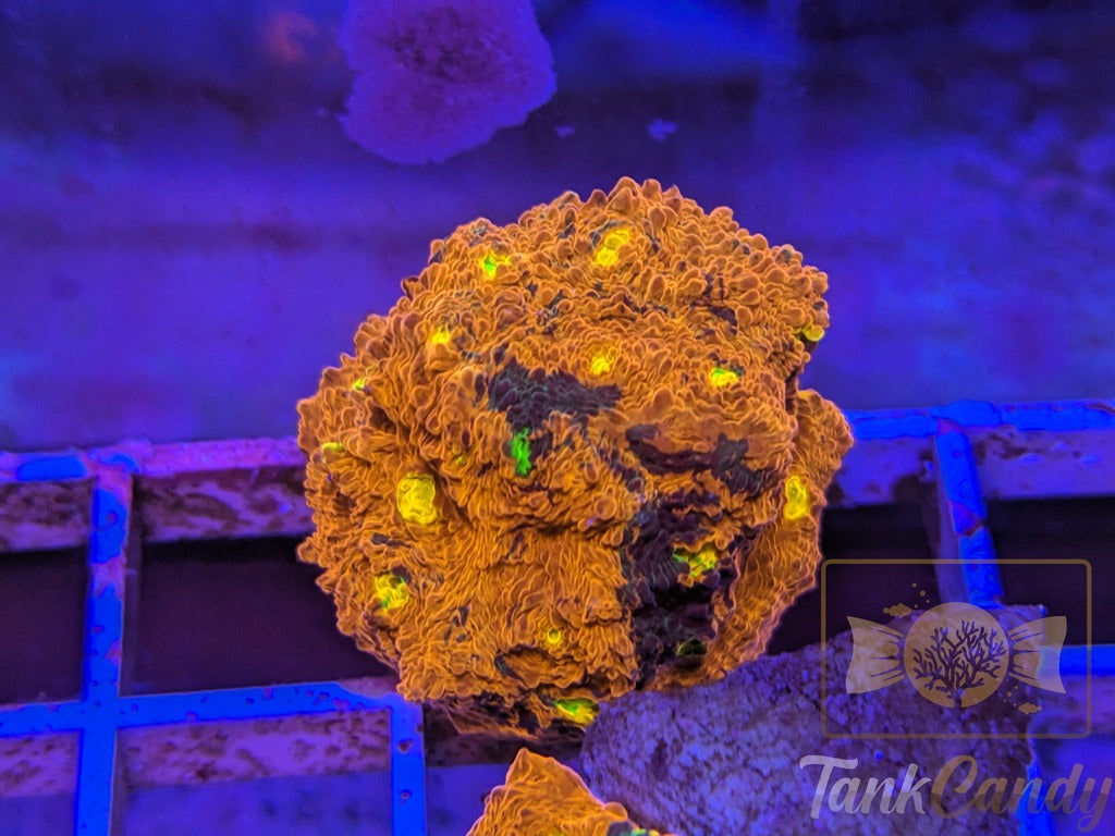 TCK Two Face Rainbow Chalice Colony WYSIWYG CB1