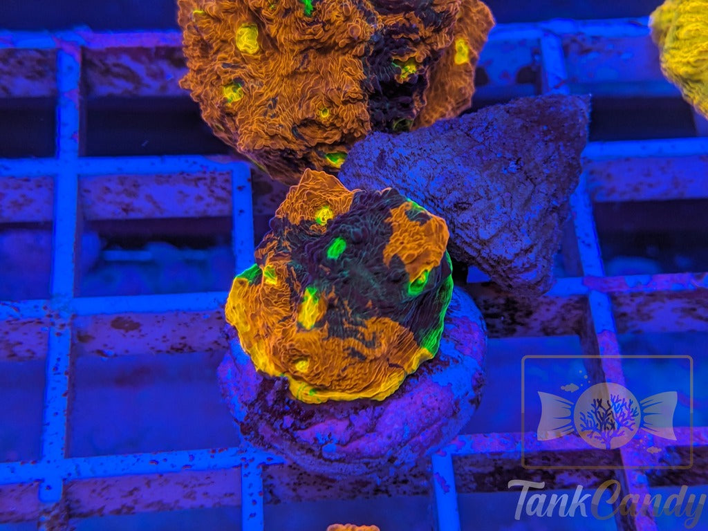 TCK Two Face Rainbow Chalice WYSIWYG CB2