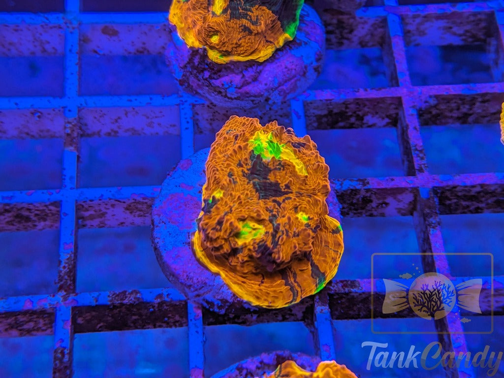 TCK Two Face Rainbow Chalice WYSIWYG CB3