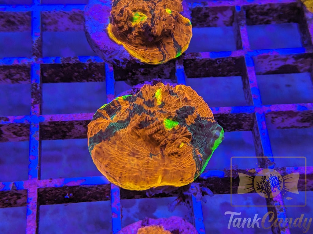 TCK Two Face Rainbow Chalice WYSIWYG CB4