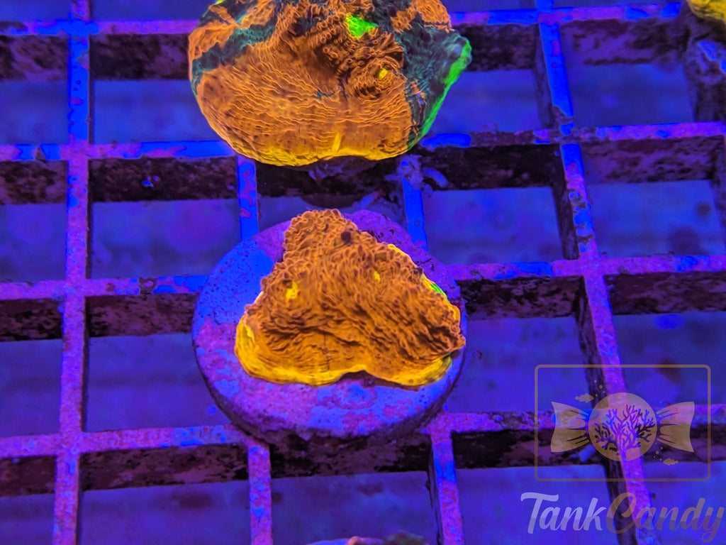 TCK Two Face Rainbow Chalice WYSIWYG CB5