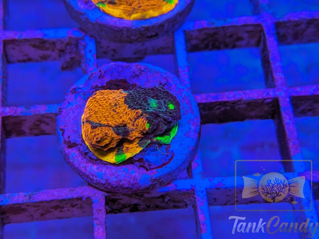 TCK Two Face Rainbow Chalice WYSIWYG CB7