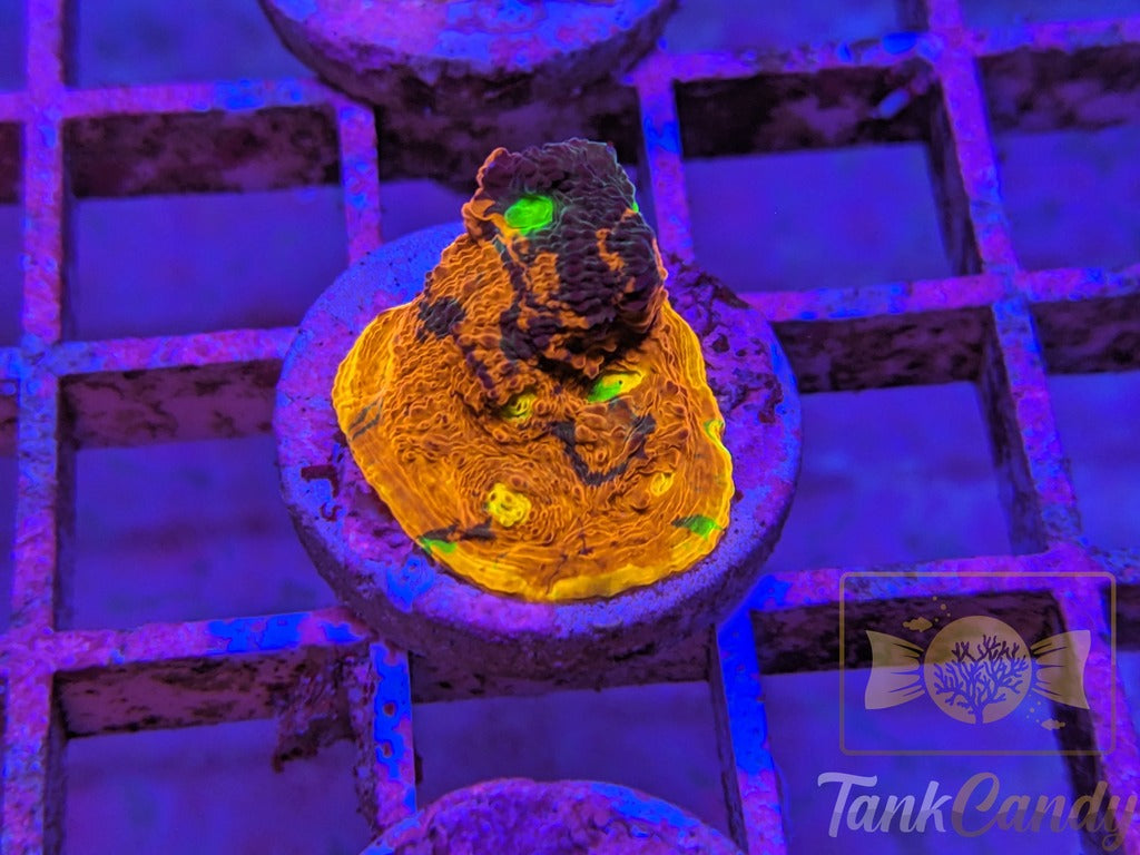 TCK Two Face Rainbow Chalice WYSIWYG CB6