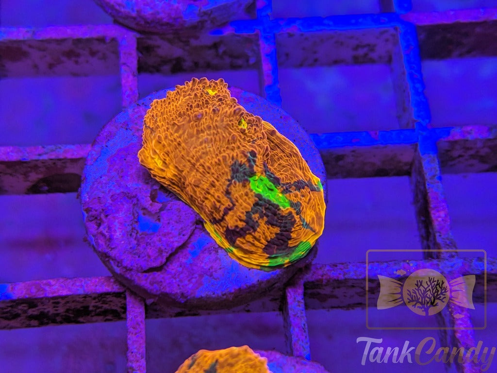 TCK Two Face Rainbow Chalice WYSIWYG CB8