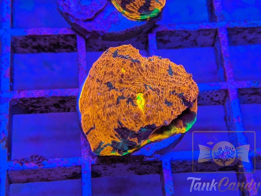 TCK Two Face Rainbow Chalice WYSIWYG CB9