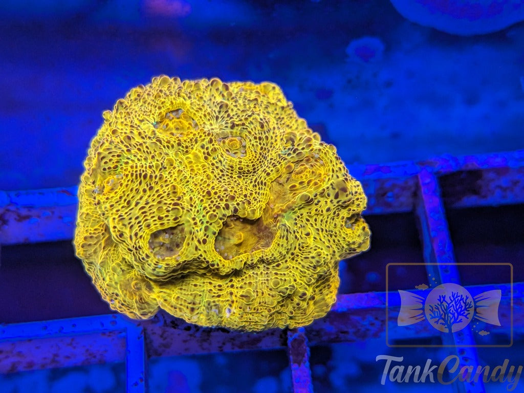 TC Creamsicle Chalice WYSIWYG CC1