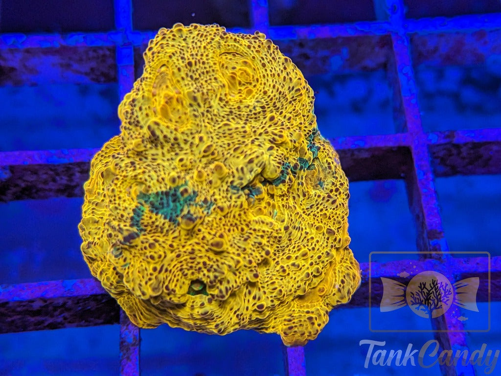 TC Creamsicle Chalice WYSIWYG CC2