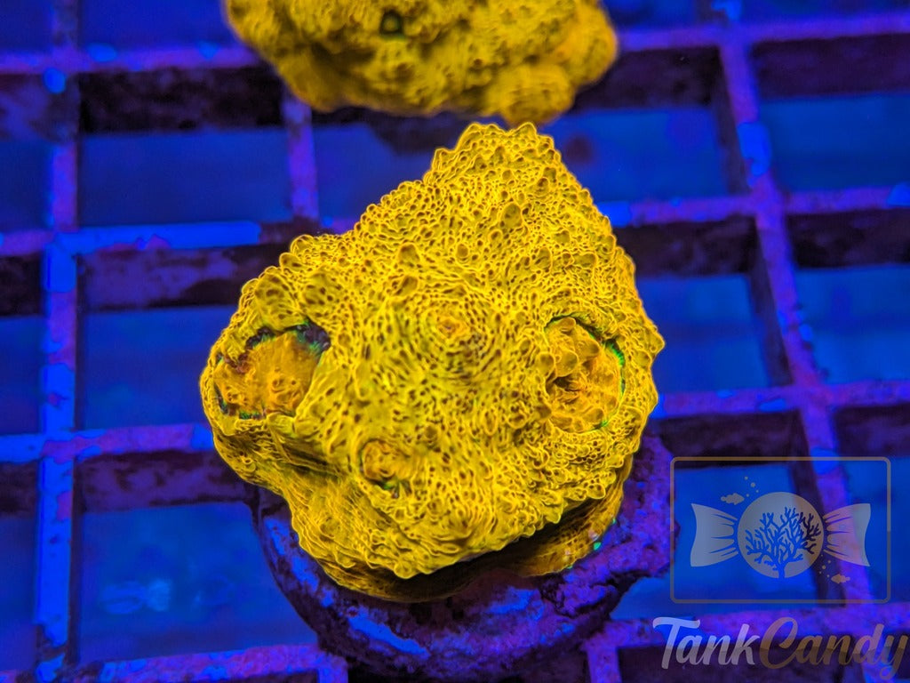 TC Creamsicle Chalice WYSIWYG CC3