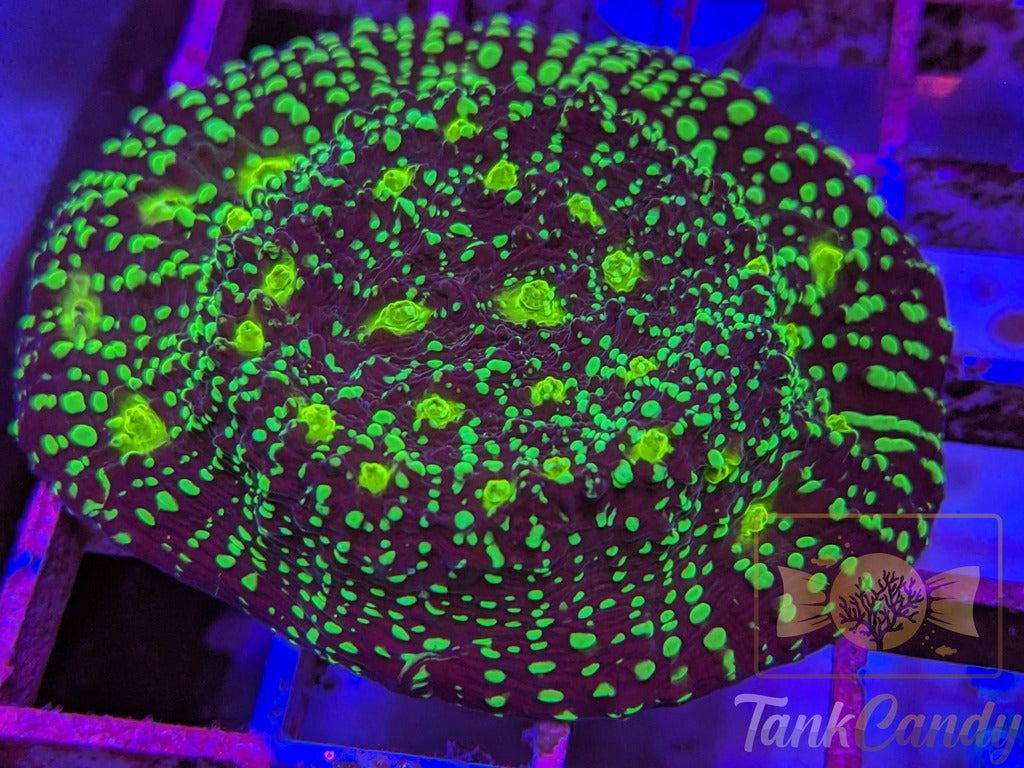 TC Area 51 Chalice Colony WYSIWYG CD1