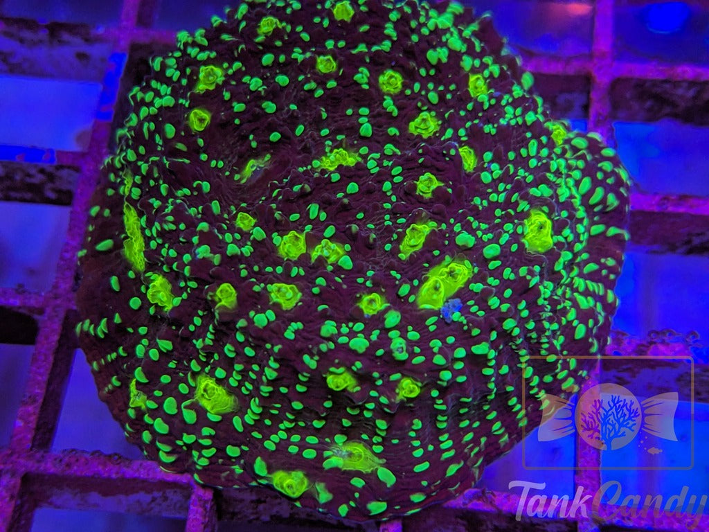 TC Area 51 Chalice Colony WYSIWYG CD2