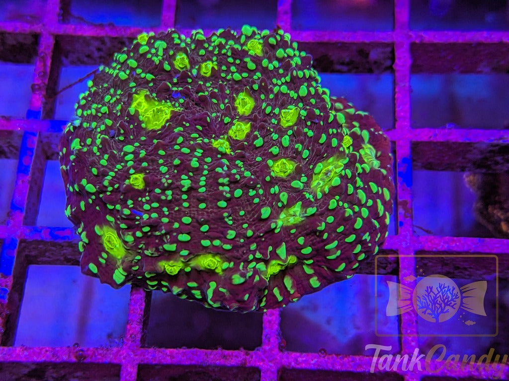 TC Area 51 Chalice Colony WYSIWYG CD3