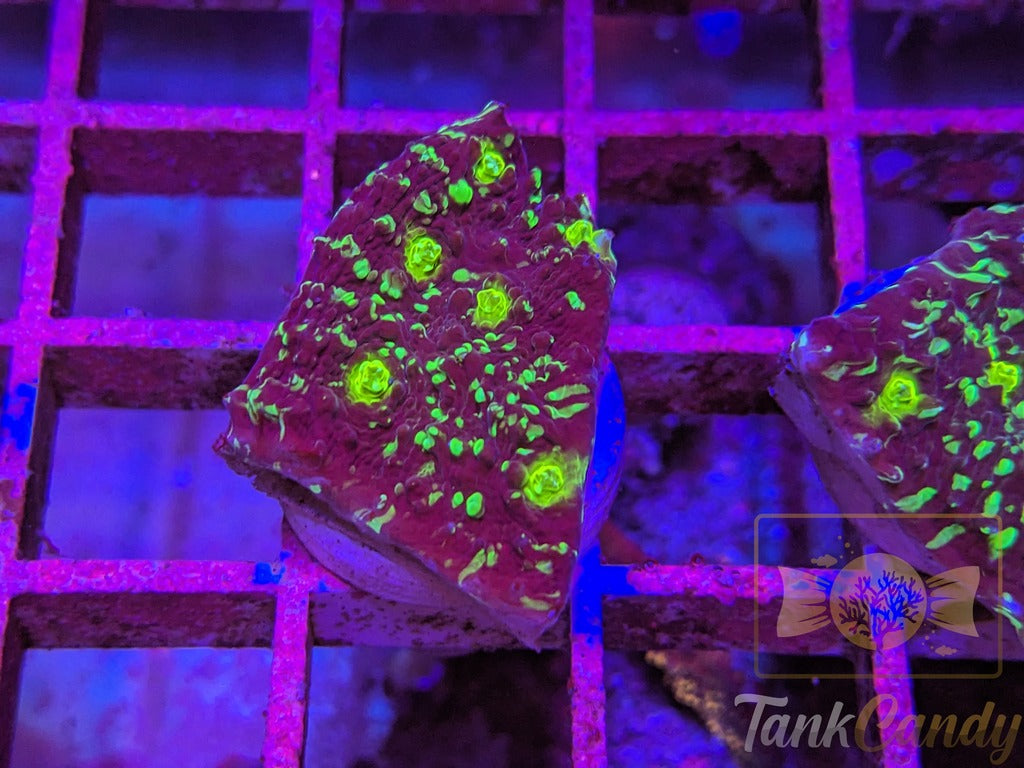 TC Area 51 Chalice WYSIWYG CD4