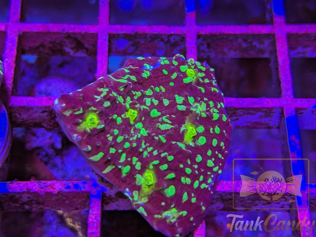 TC Area 51 Chalice WYSIWYG CD5