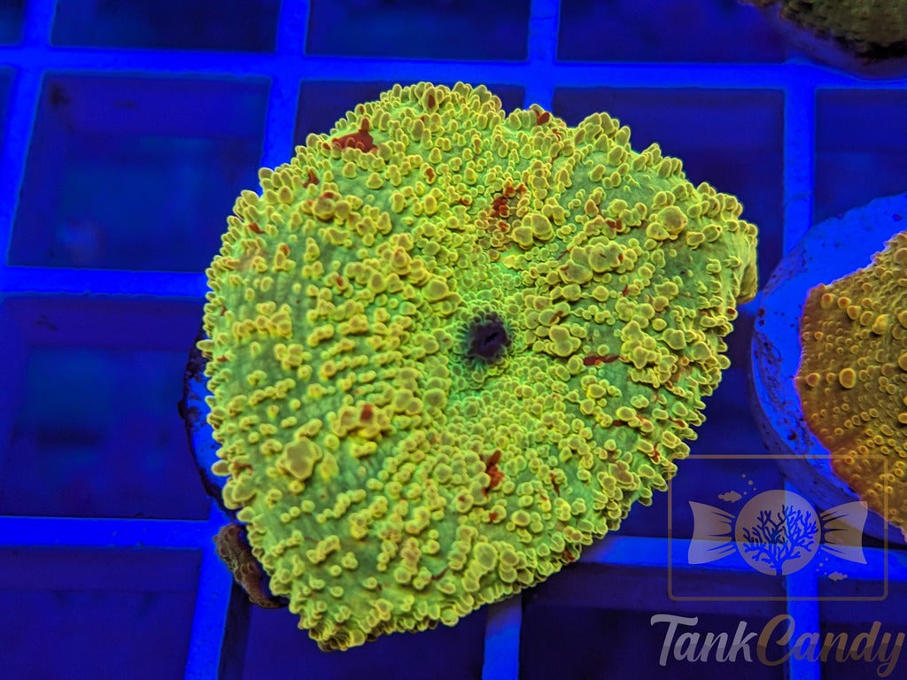 TC Jawbreaker Eclectus Mushroom Bouncing WYSIWYG MA2