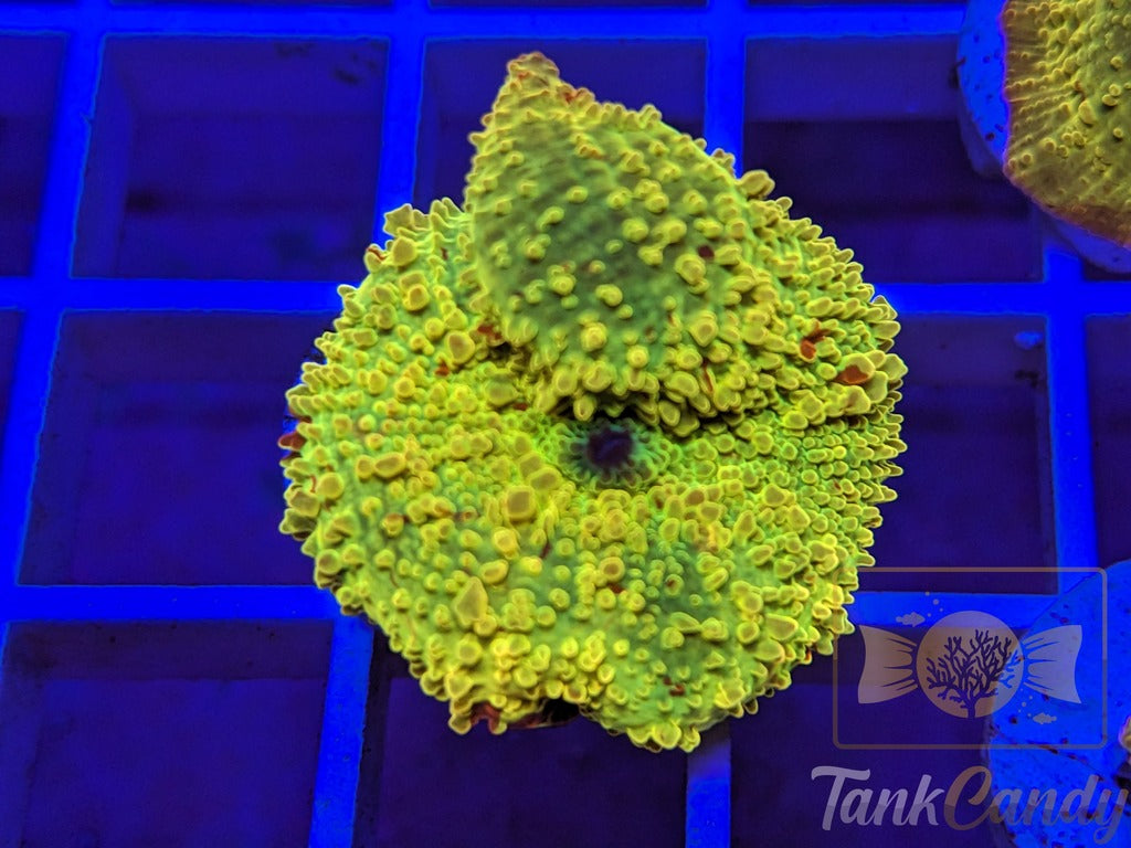 TC Jawbreaker Eclectus Mushroom Bouncing WYSIWYG MA3