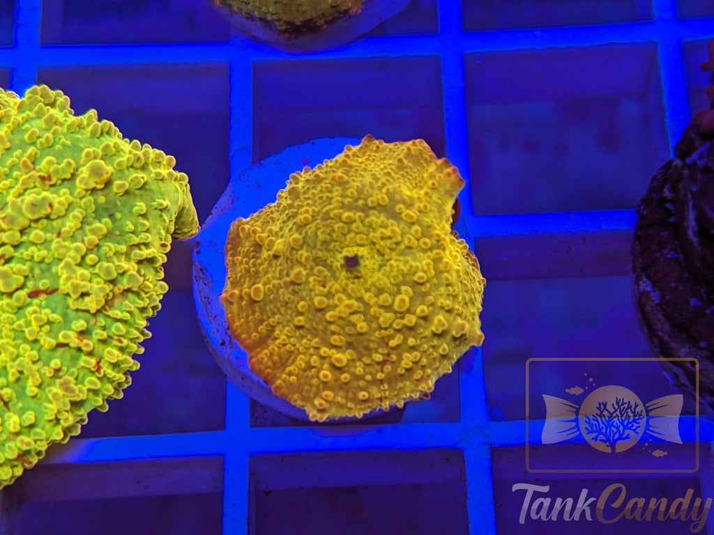 TC Jawbreaker Eclectus Mushroom Bouncing WYSIWYG MA5