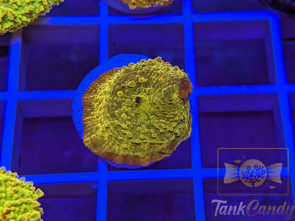 TC Jawbreaker Eclectus Mushroom Bouncing WYSIWYG MA6