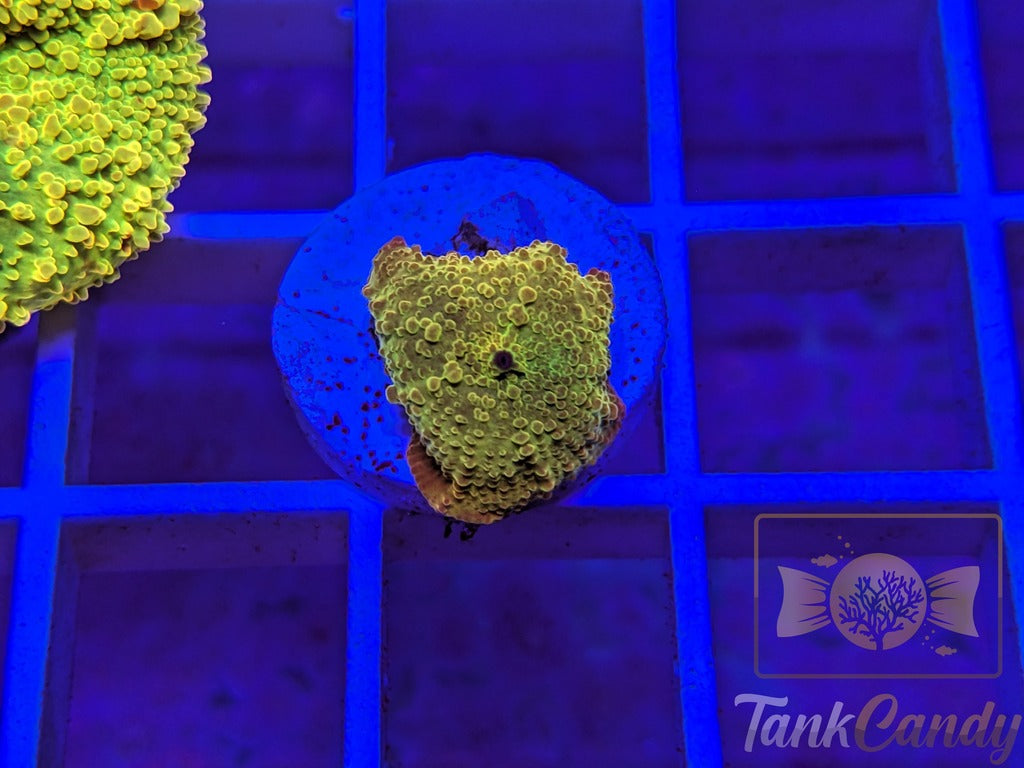 TC Jawbreaker Eclectus Mushroom Bouncing WYSIWYG MA7