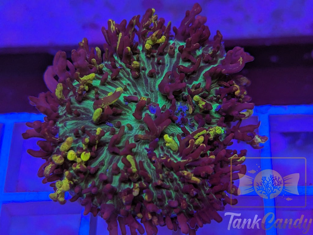 CC Bouncing Magic Carpet Mushroom WYSIWYG MB1