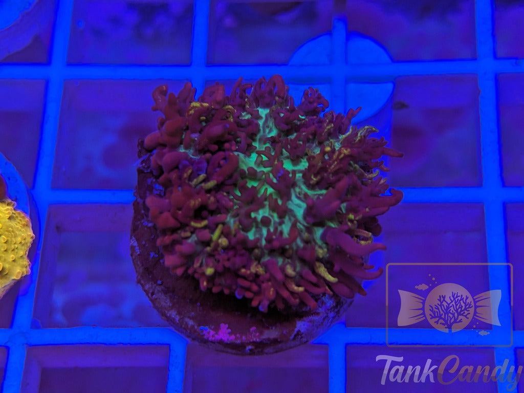 CC Bouncing Magic Carpet Mushroom WYSIWYG MB2