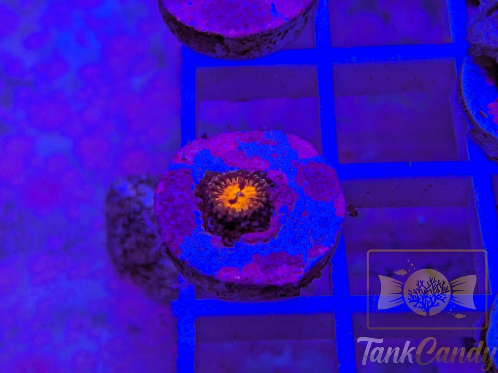 Grand Master Strat WYSIWYG ZA7