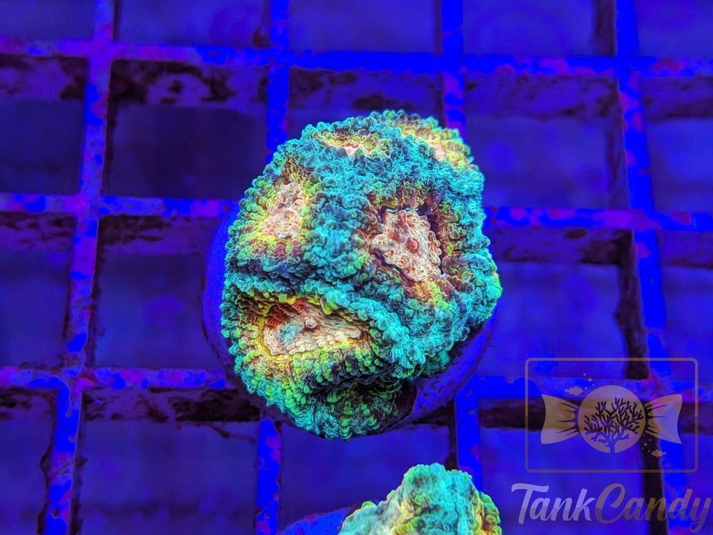 TC Trix Favia WYSIWYG LC2