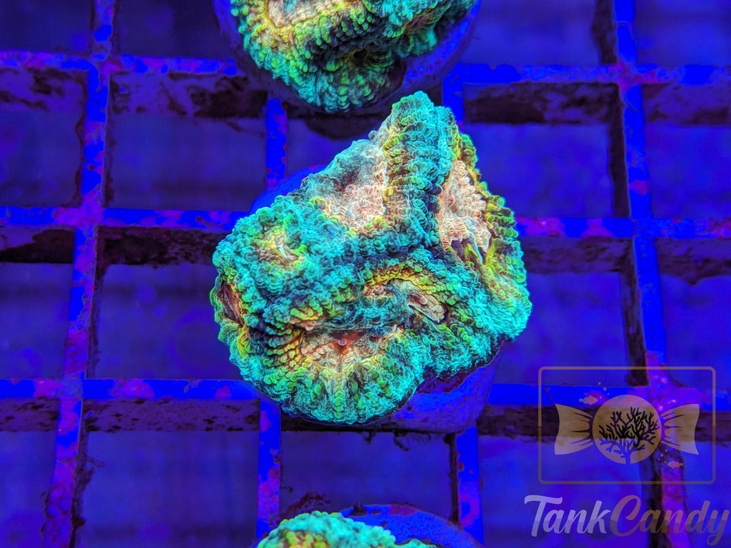 TC Trix Favia WYSIWYG LC3