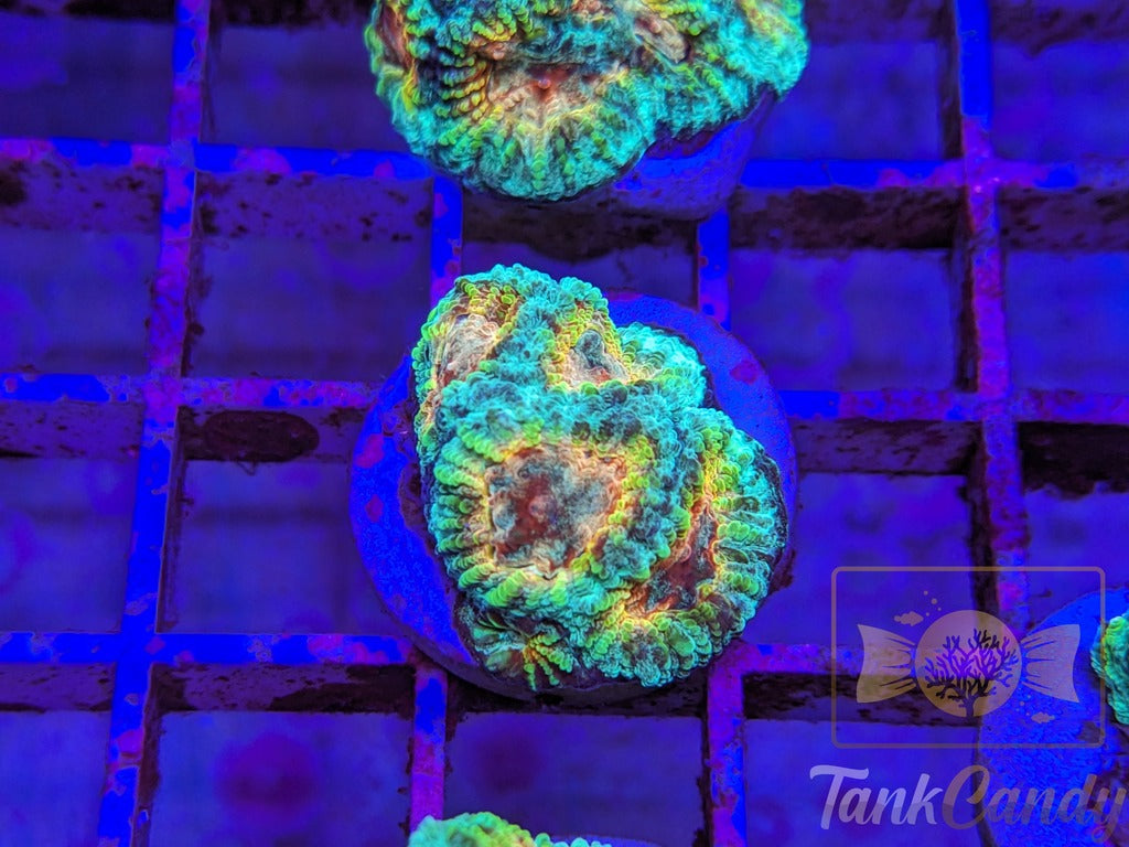 TC Trix Favia WYSIWYG LC4