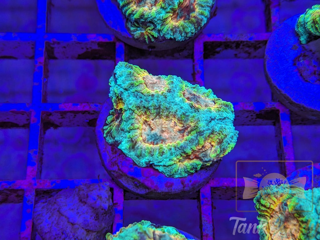 TC Trix Favia WYSIWYG LC5