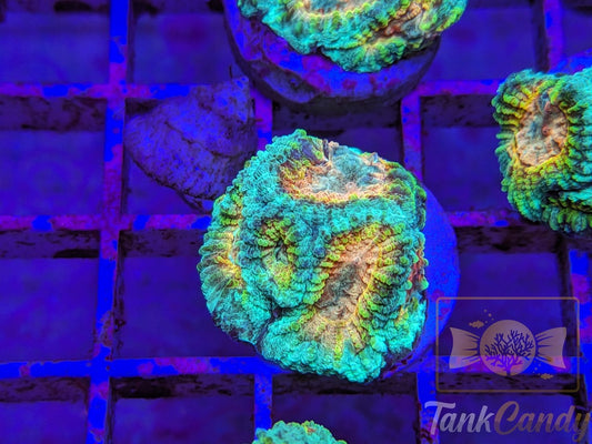 TC Trix Favia WYSIWYG LC6