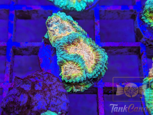 TC Trix Favia WYSIWYG LC7