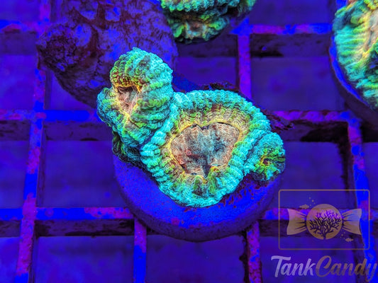 TC Trix Favia WYSIWYG LC8