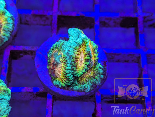 TC Trix Favia WYSIWYG LC9