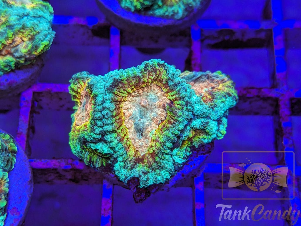 TC Trix Favia WYSIWYG LC10