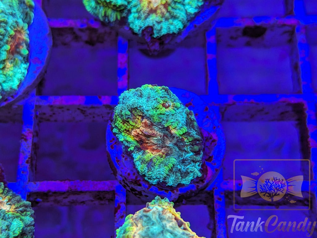 TC Trix Favia WYSIWYG LC11