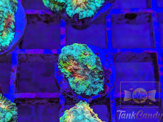 TC Trix Favia WYSIWYG LC11