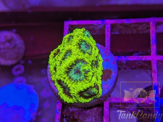 TC Lake Placid Favia WYSIWYG LA1