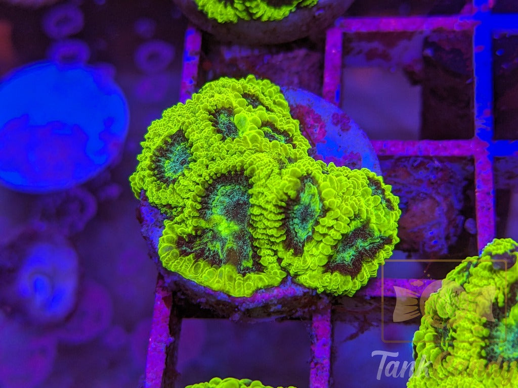 TC Lake Placid Favia WYSIWYG LA2