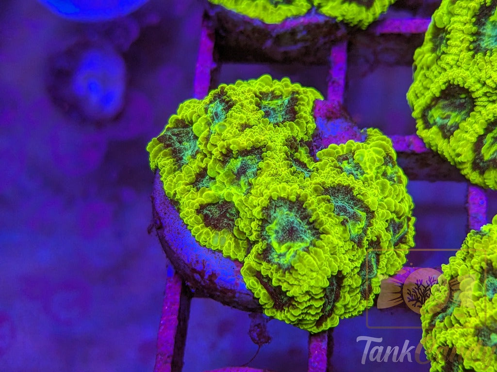 TC Lake Placid Favia WYSIWYG LA3