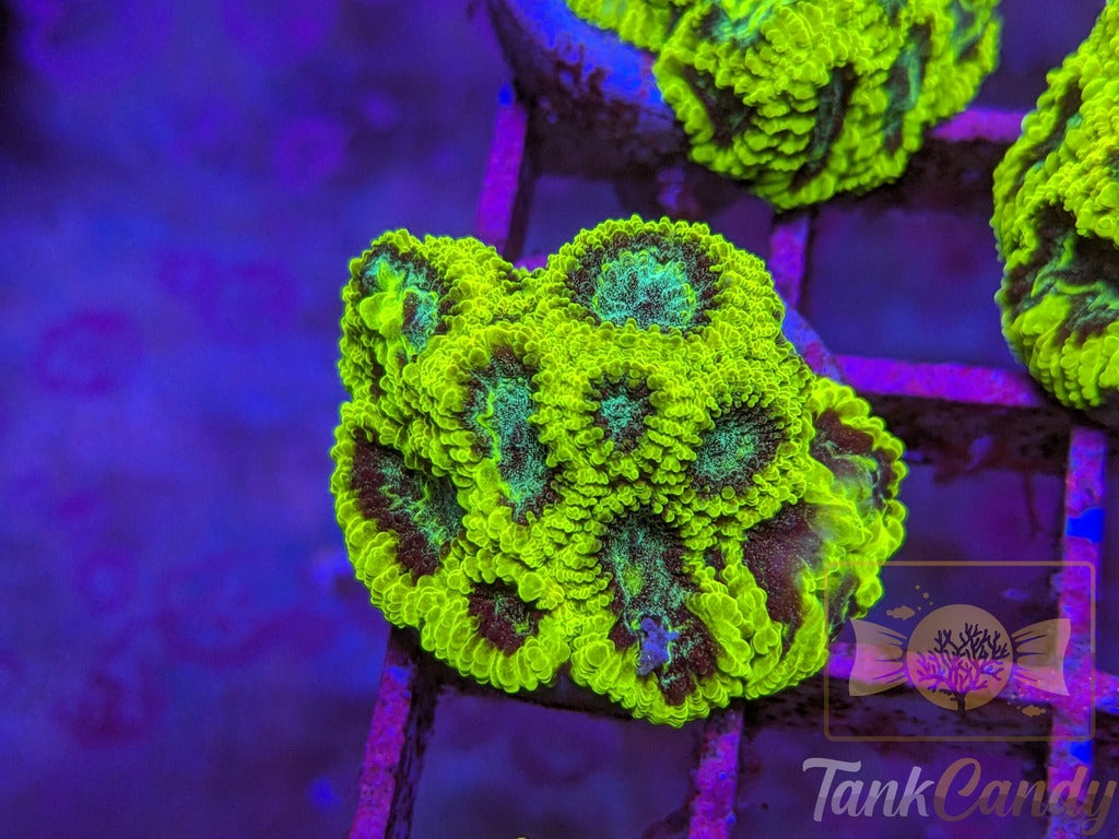 TC Lake Placid Favia WYSIWYG LA4