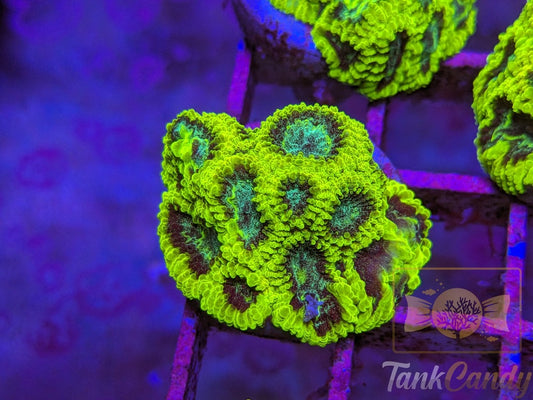 TC Lake Placid Favia WYSIWYG LA4