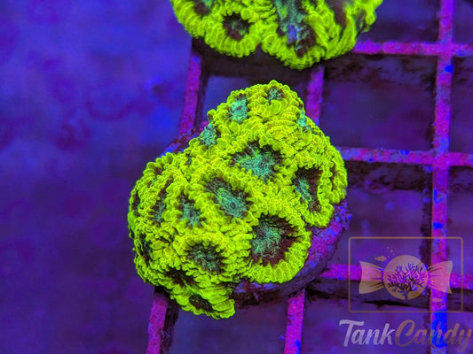 TC Lake Placid Favia WYSIWYG LA5