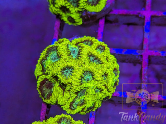 TC Lake Placid Favia WYSIWYG LA6