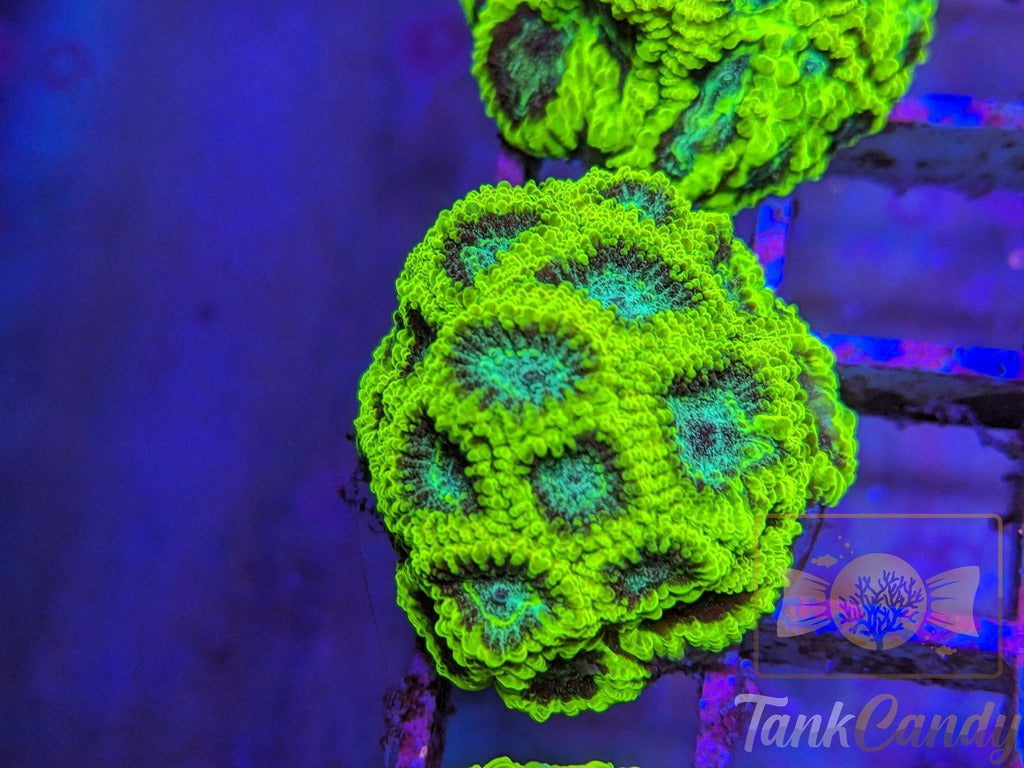 TC Lake Placid Favia WYSIWYG LA7