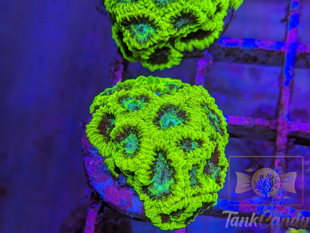 TC Lake Placid Favia WYSIWYG LA8