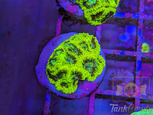 TC Lake Placid Favia WYSIWYG LA9