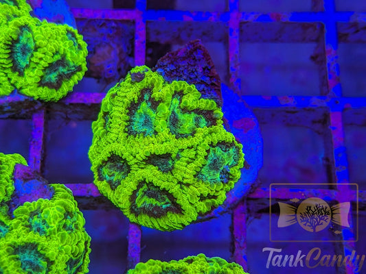 TC Lake Placid Favia WYSIWYG LA10