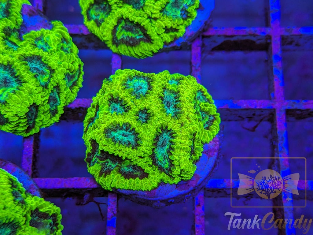 TC Lake Placid Favia WYSIWYG LA11