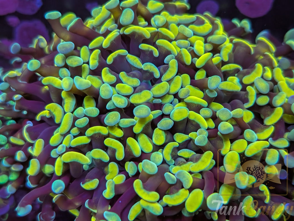 ASD Holy Grail Hammer