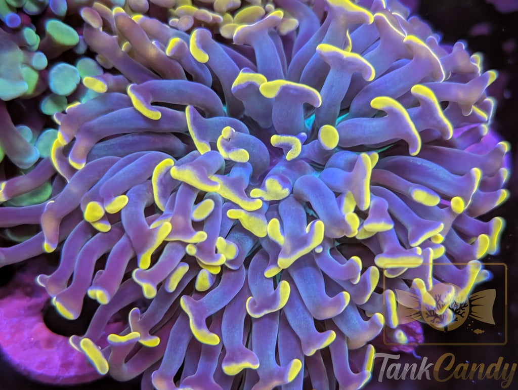 TC Peach Tipped Blue Hammer